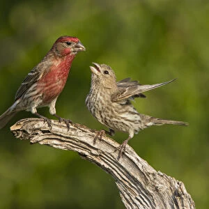 House Finch (Carpodacus mexicanus) pair bonding