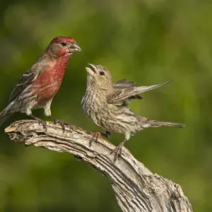 House Finch Pair Bonding Print