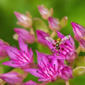 Hover Fly on Pink Flowering Sedum