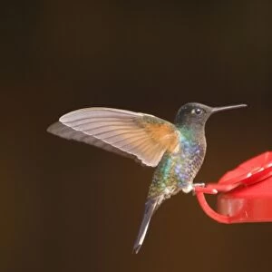 Hummingbird at feeder, Sachatamia Lodge, Mindo, Pichincha province, Ecuador. (PR)