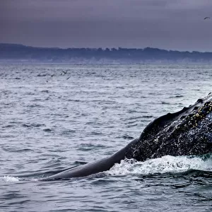 Humpback Whale breaching. Monterey Bay, California, USA