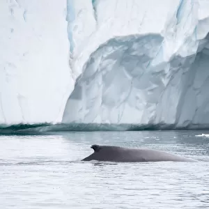 Humpback whale in front of icebergs at the mouth of the Ilulissat Icefjord at Disko Bay