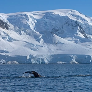 humpback whale, Megaptera novaeangliae, pair feeding in the waters off the western