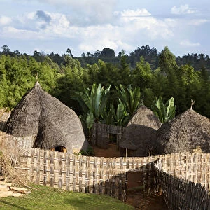 Huts of the Dorze people in the Guge Mountains of Ethiopia with groves of cooking banana, enset