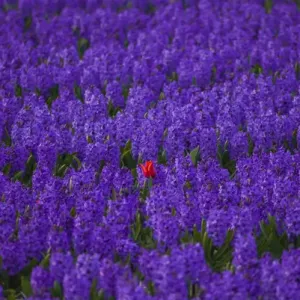 Hyacinth flower fields in famous Lisse, Holland Hyacinth flower fields in famous Lisse, Holland