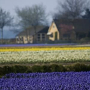 Hyacinth and tulip fields, The Netherlands