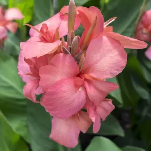 Hybrid Cana Lily, USA