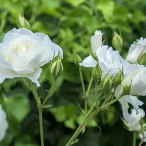 Iceberg Rose Print, a photograph of the Iceberg Rose flower Iceberg Rose Print, a photograph of the Iceberg Rose flower
