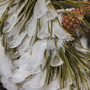 Iced over pine cones in Yellowstone National Park, Wyoming, USA