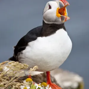 Iceland, Breidavik, Puffin Calling Out