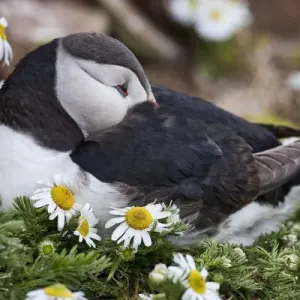 Iceland, Breidavik, Puffin Nesting Among the Daisies