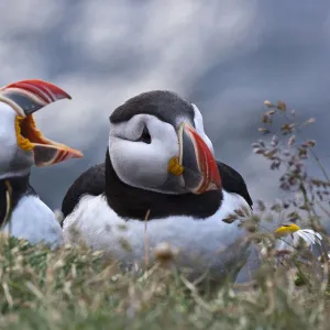 Iceland, Breidavik, Puffins