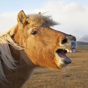 Iceland, HAafn. Icelandic horse seems to laugh at camera