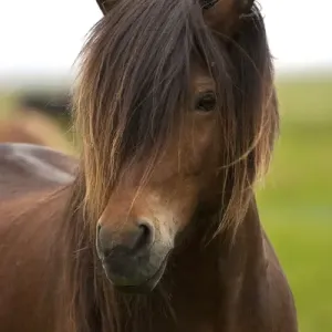 Islande, Cheval islandais. Islande, Cheval islandais.