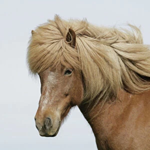 Iceland. Portrait of an Icelandic horse