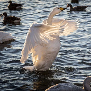 Iceland, Reykjavik, Tjornin. Backlit whooper swan with wings spread