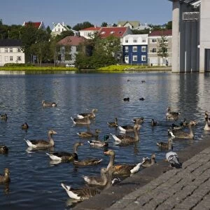 Iceland, Reykjavik. The Tjorninn, or duck pond in the city center