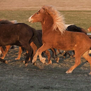 Iceland. Running Icelandic horses at sunset