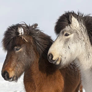 Icelandic Horse during winter in Iceland with typical winter coat