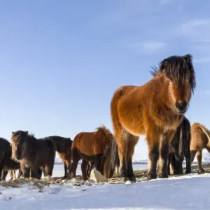 Icelandic Horse during winter in Iceland with typical winter coat