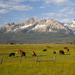 ID, Sawtooth National Recreation Area, Grazing cattle, Sawtooth Mountains in background