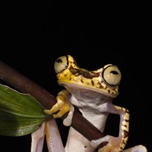 Imbabura Treefrog (Hypsiboas picturatus) CAPTIVE Choco Region of NW ECUADOR. South