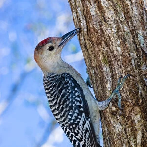 An immature red-bellied woodpecker arrives back on Sanibel Island, Florida in 2004