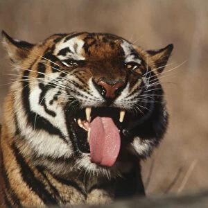 India, Bengal Tiger (Panthera tigris)