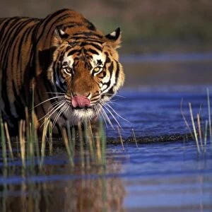 India. Bengal Tiger (Pathera tigris), captive