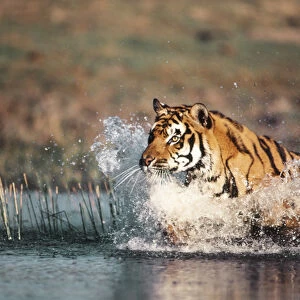 India, Bengal Tiger(Panthera tigris)