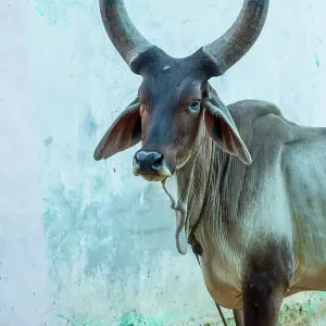 India. Kankrej Cattle India. Kankrej Cattle