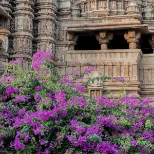 India, Khajuraho, Madhya Pradesh State Temple of Kandariya with bushes of bougainvillea India, Khajuraho, Madhya Pradesh State Temple of Kandariya with bushes of bougainvillea