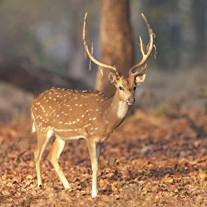 India, Madhya Pradesh, Kanha National Park