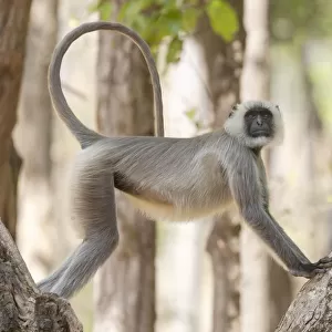 India, Madhya Pradesh, Kanha National Park. A langur resting in the trees showing its long