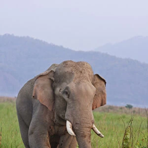 Indian / Asian Elephant, malr, in the savannah, Corbett National Park, India
