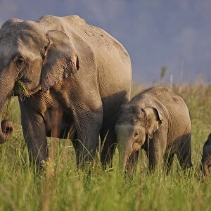 Indian / Asian Elephant, mother and calves, Corbett National Park, India
