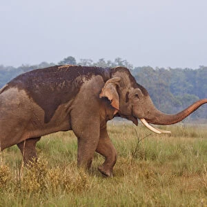 Indian / Asian Elephant, tusker, communicating, Corbett National Park, India