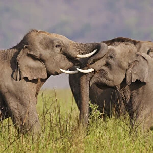 Indian / Asian Elephants sparring, , Corbett National Park, India