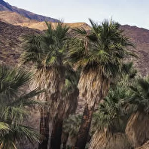Indian Canyons, Palm Springs, California