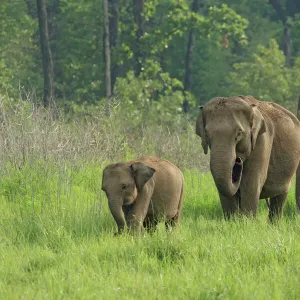 Indian Elephant