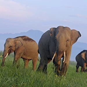 Indian Elephants in the grassland, Corbett National Park, India
