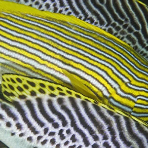 Indian Ocean, Indonesia, Komodo National Park. Close-up of banding on sweetlips fish