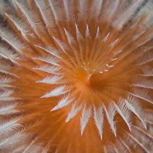 Indian Ocean, Indonesia, Papua, Fakfak. Close-up of feather-duster worm. Credit as