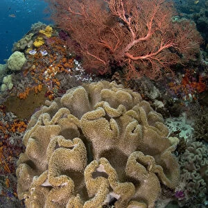 Indian Ocean, Indonesia, Raja Ampat Islands. Pristine coral reef off Misool Island