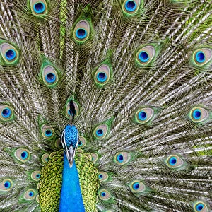 Indian peacock (Pavo cristatus), Waimea Valley Audubon Park, North Shore, Oahu, Hawaii
