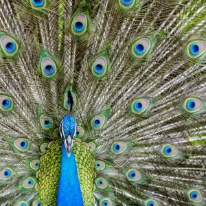 Indian peacock print, Waimea Valley Audubon Park, Hawaii Indian peacock print, Waimea Valley Audubon Park, Hawaii