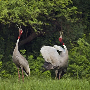 Indian Saras Crane, giving unison call, Keoladeo National Park, India