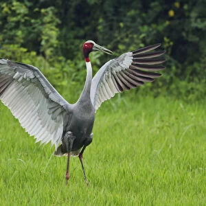 Indian Saras Crane, stretching wings, Keoladeo National Park, India