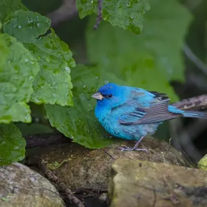Indigo Bunting (Passerina cyanea) foraging male Indigo Bunting (Passerina cyanea) foraging male