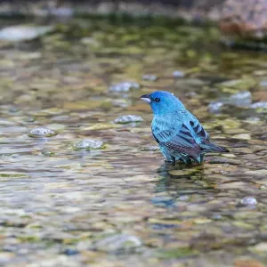 Indigo Bunting (Passerina cyanea) male bathing Marion County, Illinois Indigo Bunting (Passerina cyanea) male bathing Marion County, Illinois